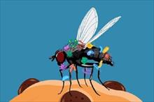 Chuyện gì sẽ xảy ra khi ruồi đậu trên thức an?
